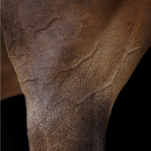 Horse muscle