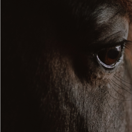 Close-up of horse face