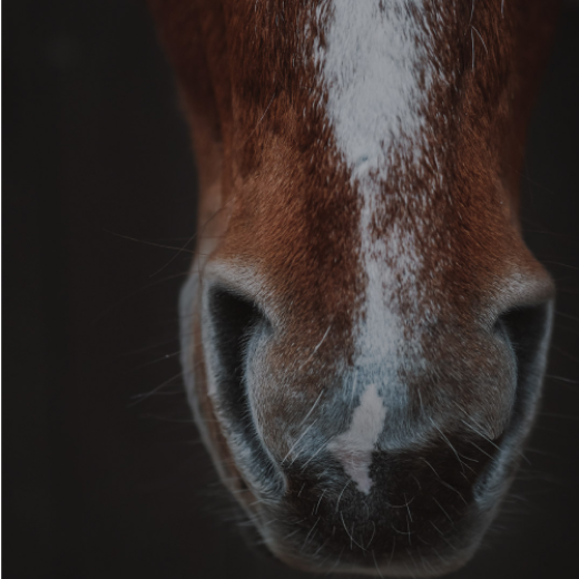 Horse nose